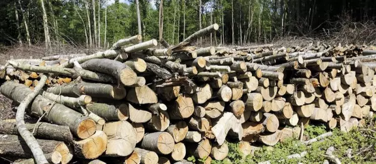 Depuis l’arrêté du 5 juillet 2022 pris par la préfecture de Lozère, le défrichement agricole est désormais soumis à un prix compensatoire de 1 800 euros par hectare. « Une bonne nouvelle » dont se réjouissent les OP agricoles. Au 1er avril, ces nouvelles modalités devraient se mettre en place, avec des règles et des sanctions plus strictes.