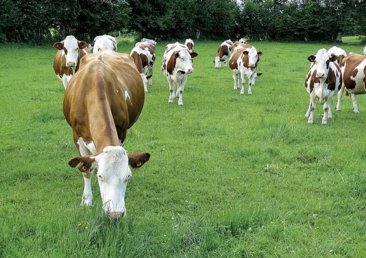 Suite au Brexit, l'UE et les États-Unis ont conclu un accord pour ajuster les contingents tarifaires agricoles. Il permettra notamment à Washington de préserver son accès actuel au marché de l'UE pour divers produits de base (viandes bovine et porcine, maïs, blé, riz, lait, amandes). L'accord entrera en vigueur une fois que les procédures de ratification pour chaque partie seront finalisées.