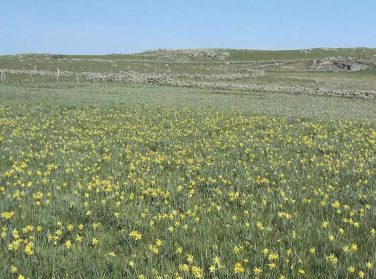 Avant de s’engager dans une Maec prairies fleuries, il est bon d’identifier les espèces requises. Une liste a été établie pour l’Aubrac lozérien, on y retrouve par exemple les jonquilles.