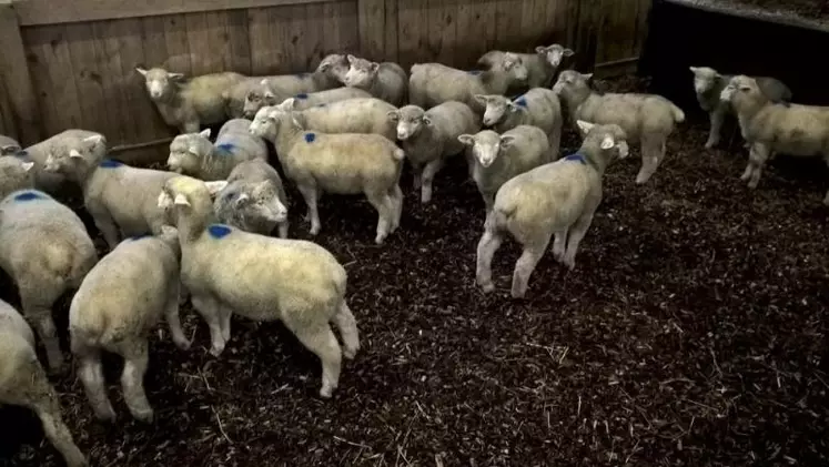 Le lycée agricole de Moulins participe aux expérimentations de litière bois.