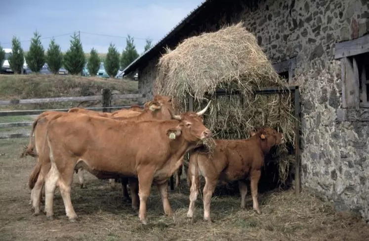 En raison de la décision du comité national de gestion des risques en agriculture (CNGRA) du 28 octobre, la Lozère peut bénéficier d'une reconnaissance anticipée de la calamité agricole sur une grande partie du département.