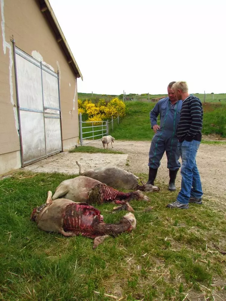 Brebis attaquées chez David Ramon près de Châteauneuf-de-Randon il y a quelques semaines.