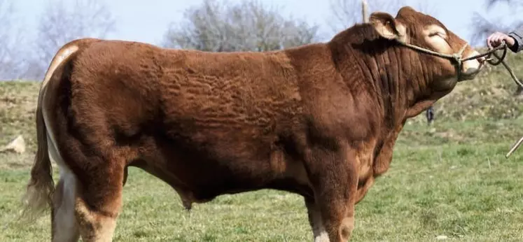 Le GIE vient d'acquérir un taureau des plus prometteurs, qui plus est homozygote sans corne.