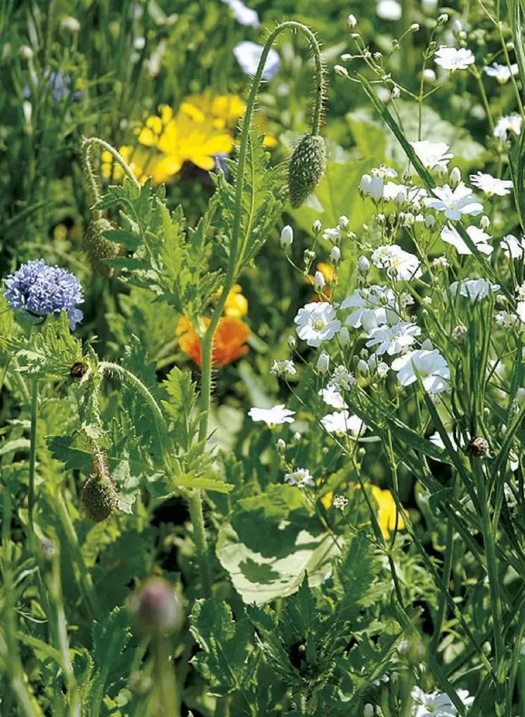 La COP 15 qui s'est ouverte à Montréal le 7 décembre devrait permettre aux États signataires de la Convention sur la diversité biologique de s'accorder sur un cadre mondial rénové. Parmi les propositions, une réduction de deux tiers des épandages de pesticides ou de 50 % des fuites d'engrais. Des cibles controversées notamment par les États exportateurs, et qui pourraient faire le succès ou non de ce rendez-vous international.