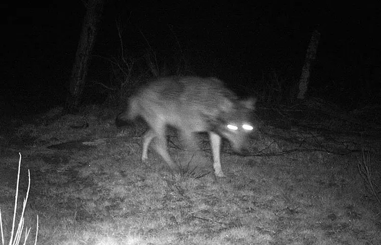 Photographie de loup prise le 12 avril 2013 sur la commune du Cellier-du-Luc par un piège photographique.