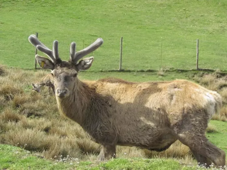 Les cerfs font des dégâts de plus en plus remarqués dans les parcelles agricoles. Une première rencontre entre syndicats agricoles, la fédération départementale de chasse de Lozère et la préfète Valérie Hatsch a permis un échange de vues sur le sujet.