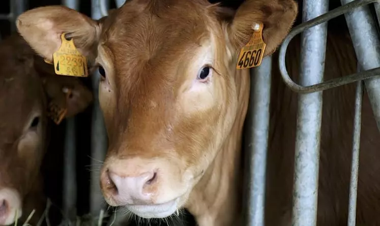 Réunis en assemblée générale le jeudi 19 janvier, aux Laubies (Saint-Étienne-du-Valdonnez) les adhérents au syndicat limousin de Lozère ont tiré le bilan de l’année 2022 et préparent les actions de 2023. L’après-midi a été consacrée à la visite de l’exploitation de Jacques Pradeilles, agriculteur aux Laubies.