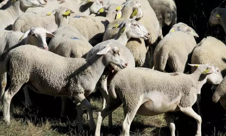 Connue dans le massif central, la branche de frêne est régulièrement utilisée pour complémenter les rations des animaux, lorsque les récoltes sont mauvaises. Aucune étude n’avait à ce jour analysé les rendements des arbres fourragers.