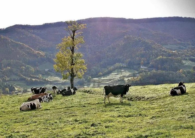 Le lait de montagne est soumis aux mêmes règles que le lait de plaine, alors qu'il coûte plus cher à produire, à collecter, et que sa qualité est réputée meilleure.