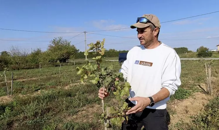 Grégory Clapon a planté des pistachiers sur 0,5 ha début 2022. Trouver des plants s'avère selon lui relativement compliqué.