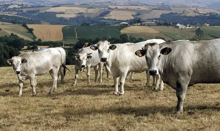 Dans la circulaire dite sécheresse annoncée fin mai lors du Varenne de l'eau et publiée le 25 juin, le ministre de l'Agriculture permet notamment aux préfets d'enclencher la procédure de reconnaissance de force majeure pour permettre le fauchage et le pâturage de jachères.