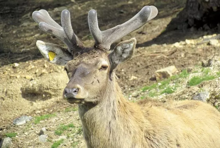 Comme chaque année à la fin du mois de septembre, la fédération de chasse de Lozère a organisé des soirées d’écoute du brame. Malgré le temps incertain, douze soirées ont pu être conduites sur le département.