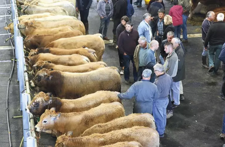 Pour l'édition 2019, broutards et agnelles devront faire de la place aux animaux gras.