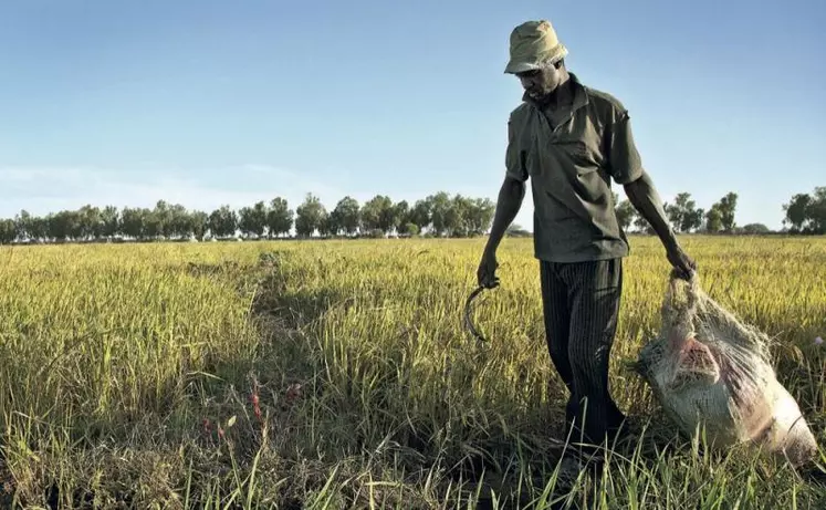 L’un des enjeux de l’agriculture mondiale, pour les dix ans à venir, se situera en Afrique.