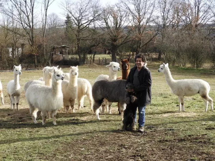 Vincent Segretain et son chien Zorro veillent sur leur troupeau de 30 alpagas à Péry.