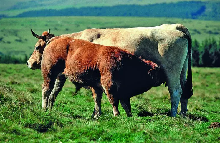 L’aide à la vache allaitante, partiellement transférée sur les fonds européens, permet une économie de 165 millions d’euros.