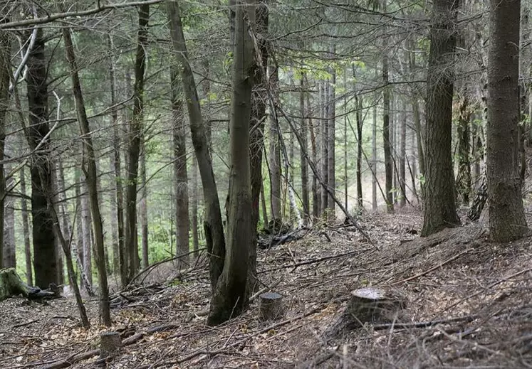 Alors que la forêt intéresse de plus en plus de citoyens, la filière vit de nombreuses turbulences : d'un côté les effets du changement climatique, de l'autre une embellie économique post-Covid. Le point sur la situation en Lozère.