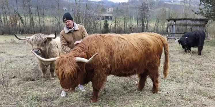 La vache highland cattle pourrait-elle venir au secours des territoires délaissés par les ovins pour cause de prédation ? C'est une des pistes explorée par Christophe Roche qui est en train de constituer son troupeau.