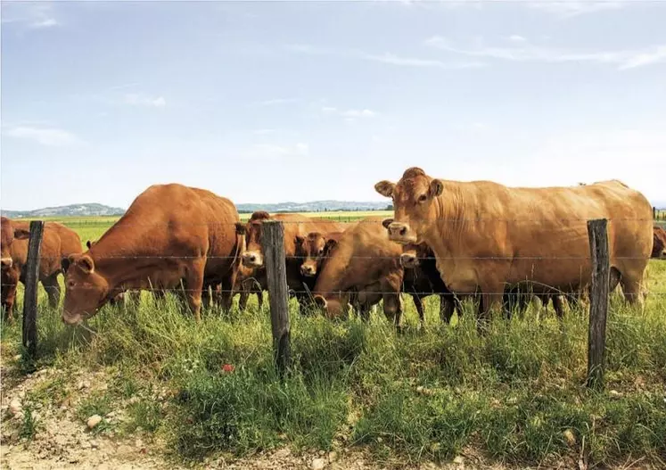 L'Insee a publié le 7 juillet les comptes provisoires 2020 de l'agriculture, montrant une baisse de 2,6 % en euros courants de la contribution du secteur au PIB (valeur ajoutée brute au coût des facteurs).