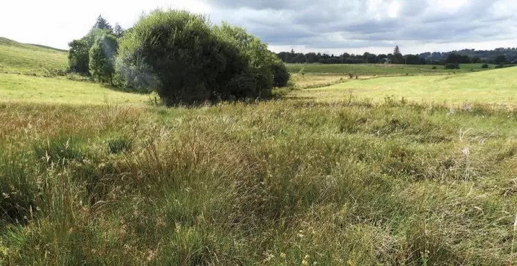 L'exploitation des prairies humides demande une adaptation au cas par cas suivant l'année.