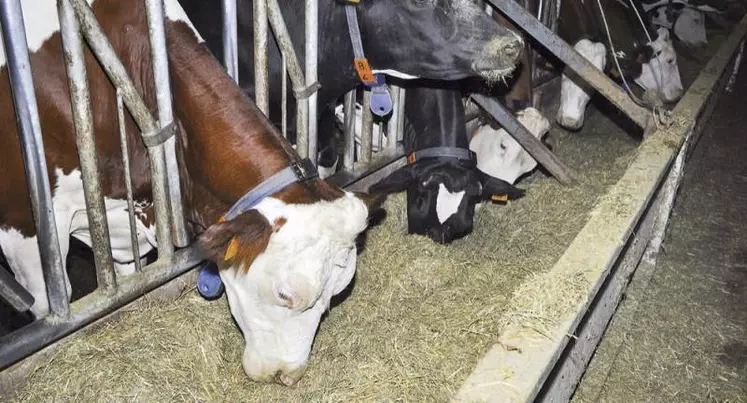 Producteurs et transformateurs alertent sur le risque de détourner les éleveurs de la production de lait si des hausses de tarifs ne sont pas passées rapidement dans le cadre des re-négociations commerciales.