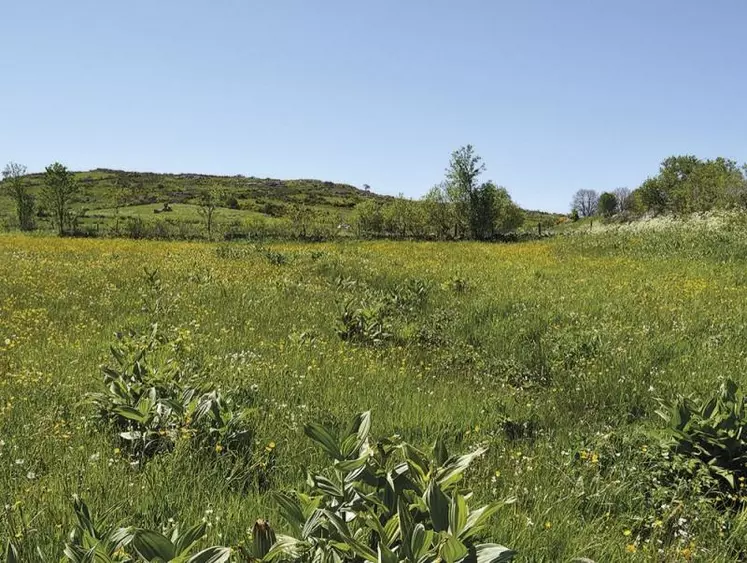 En la substituant à des forêts ou en la gérant de manière trop intensive, nous transformons peu à peu la prairie en une source de réchauffement à l’échelle mondiale, indiquent des chercheurs dans une étude parue début en décembre.