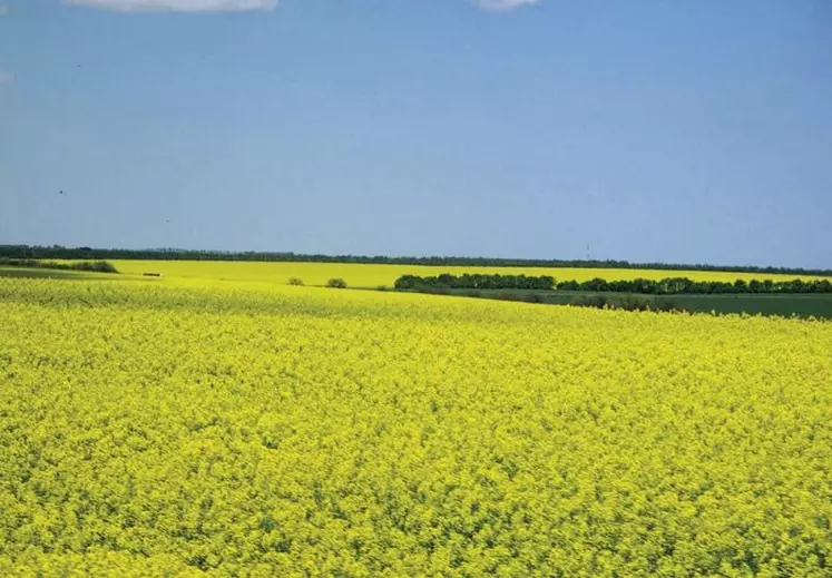 Grandes plaines de cultures au sud de l'Ukraine, près de Nikolaïev.