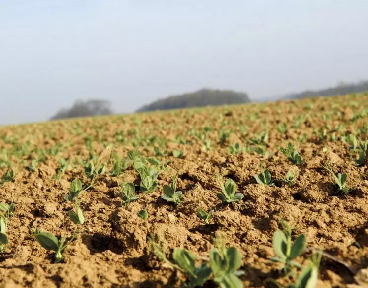 La fertilité du sol n'est pas seulement chimique, mais aussi physique et biologique. Un diagnostic permet d'estimer l'état du sol de sa parcelle, et de choisir, si cela est nécessaire, les leviers adéquats pour améliorer ces différents aspects.