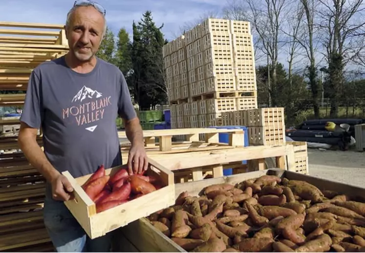L'EARL Mont-Bio à Montmeyran, dans la Drôme, s'est lancée en 2014 dans la culture de la patate douce bio. Une diversification réussie qui nécessite toutefois des investissements en main-d'oeuvre et plants onéreux.
