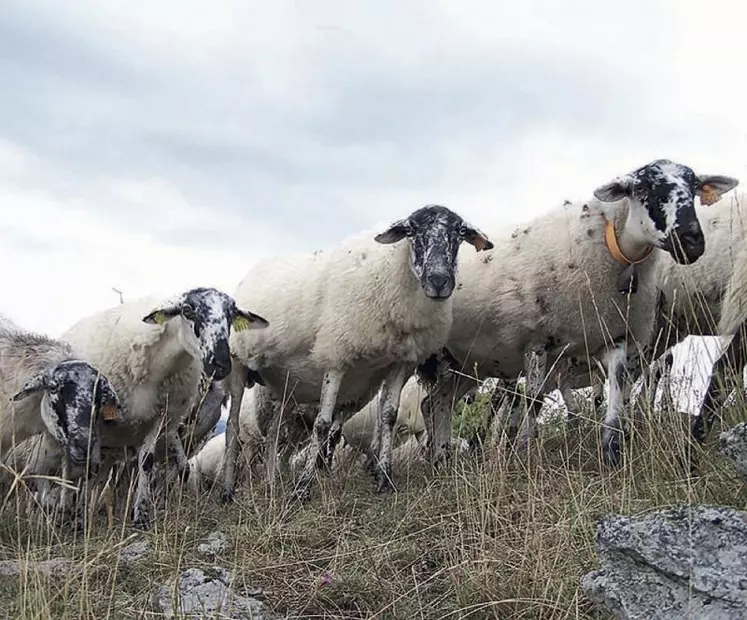 La Rava, est l’une des six races rustiques gérées par l’organisme de sélection races ovines des Massifs. Elle a colonisé, depuis de nombreuses années, la chaîne des Puys.