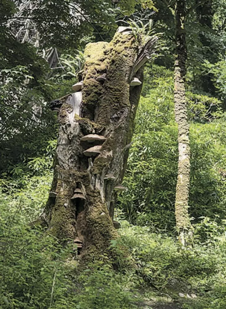 40 % des éspèces dépendantes des bois morts sont aujourd’hui menacées.