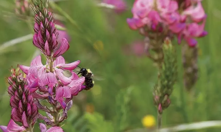 Le ministère de l'agriculture a présenté à la presse, mercredi 23 juin, son « plan gel » pour soutenir les agriculteurs touchés par la vague de froid exceptionnelle d'avril 2021. Les apiculteurs subissent eux aussi, de plein fouet, les conséquences de cet aléa climatique.