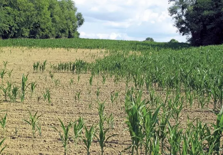 La Commission européenne a encore assoupli certaines règles en faveur des viticulteurs (concernant principalement la plantation et l’arrachage) et producteurs de fruits et légumes dont les activités ont souffert des mauvaises conditions météorologiques du printemps. Toutefois, Bruxelles ne prévoit pas de nouvelles aides financières pour ces secteurs.