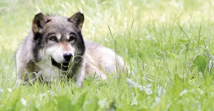 Selon l’Office français de la biodiversité (OFB), les scientifiques ne parviennent pas à s’accorder sur l’effet des tirs sur la population de loups dans l’hexagone. Avec le CNRS, l’Office vient de lancer une thèse pour trancher le débat.