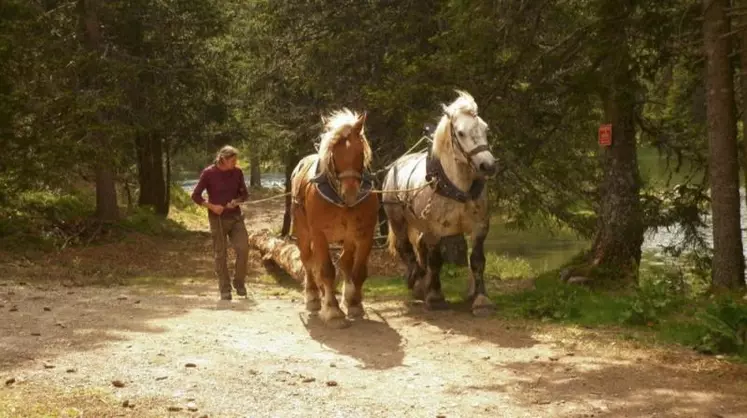 Florent Dalloz avec son Comtois et son Percheron. « Dans l’association tous les chevaux répondent aux mêmes ordres. On peut donc utiliser les animaux d’autres débardeurs ».