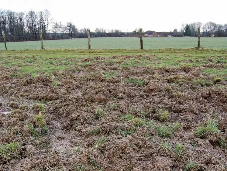 À l'image du reste du pays, la Lozère déplore cette année une augmentation des dégâts causés par le grand gibier sur des parcelles agricoles. Le sanglier reste l'espèce la plus en cause devant les cervidés et les mouflons.