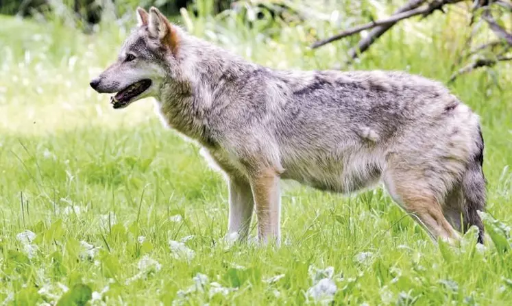 Dix présidents de conseils départementaux des Alpes demandent la révision des méthodes de comptages des loups. Dans les Pyrénées, c’est le chiffrage des dégâts d’ours qui fait polémique.