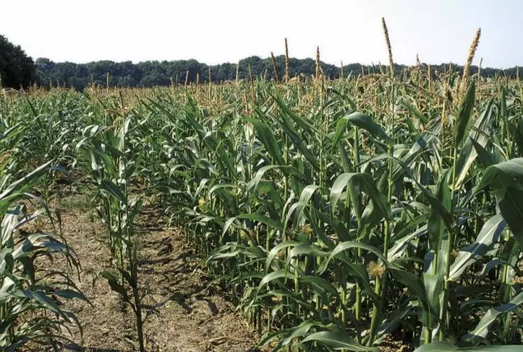 Rotation des cultures, écorégimes bio et HVE, couverture des sols, calcul des surfaces de haies : suite aux observations de Bruxelles, le ministère de l’Agriculture doit rendre de nouveaux arbitrages importants dans sa deuxième version du plan stratégique national (PSN).