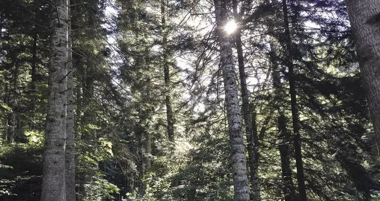 Le couvert végétal forestier filtre l’eau. De nombreuses études ont ainsi mis en évidence la faible teneur en nitrates des eaux infiltrées sous les forêts.