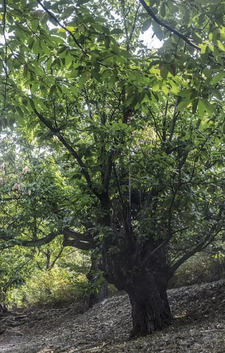 Après quinze ans de démarches et réflexions, l’AOC Châtaigne des Cévennes vient d’être reconnue par la France. Une notoriété qui devrait permettre de développer les marchés, en attendant l’AOP.