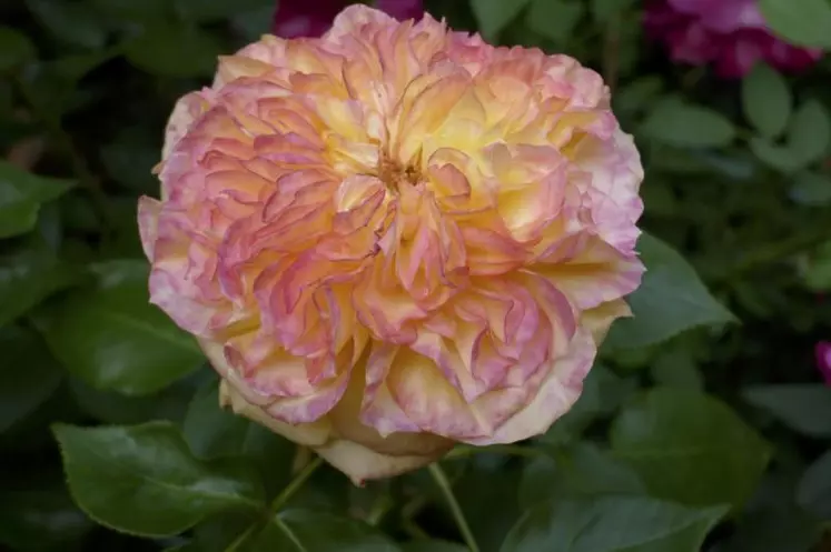 Les pépiniéristes français ont offert aux visiteurs leurs plus beaux spécimens comme ce rosier à grandes fleurs aux tons dégradés.