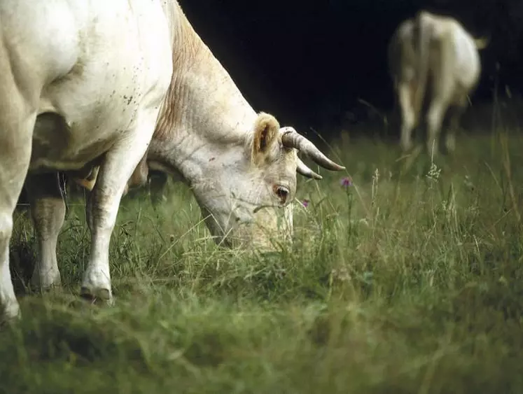 Les éleveurs de ruminants devraient ouvrir la voie, avec leur méthode « Carbon Agri », qui a été validée en juin par le gouvernement.