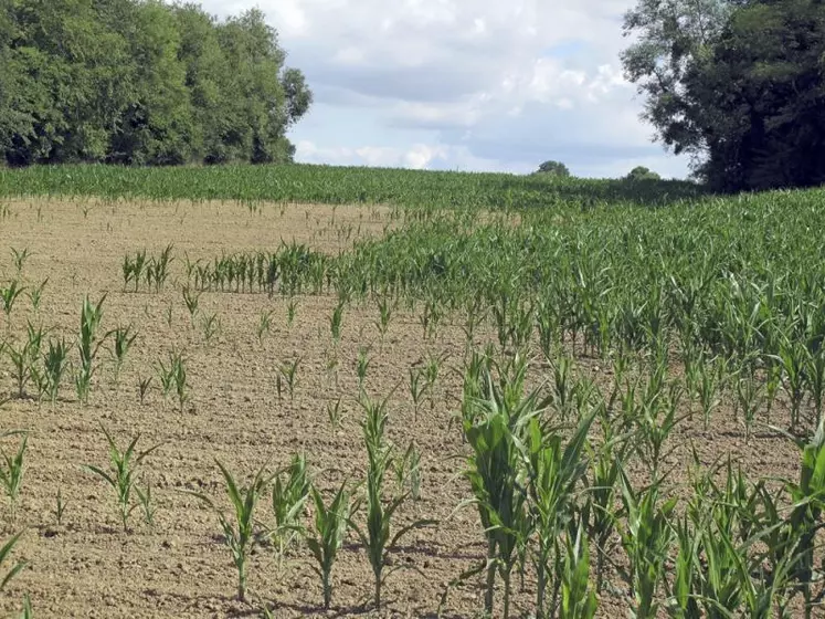 L'année 2019 a été marqueée une fois encore par les aléas climatiques. Un gros orage, à la mi-juin, a anéanti les récoltes au moment de l'ensilage.