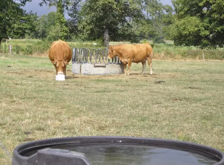 Protéger les animaux de la chaleur, comment les nourrir et les abreuver : un enjeu partagé à l’échelle mondiale.