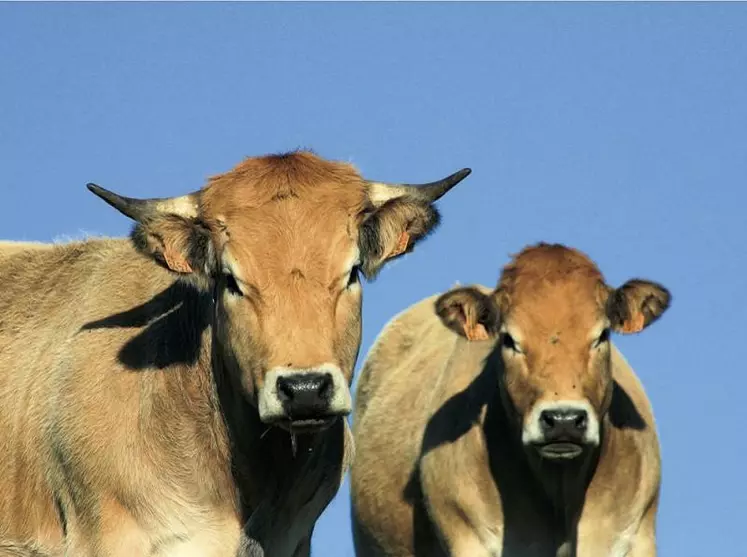 Le ministère de l’Agriculture a décidé de reculer d’un an l’obligation pour les agriculteurs non-assurés et assurés de choisir un interlocuteur unique. La faute au coût exorbitant de la mesure estimé par les assureurs.