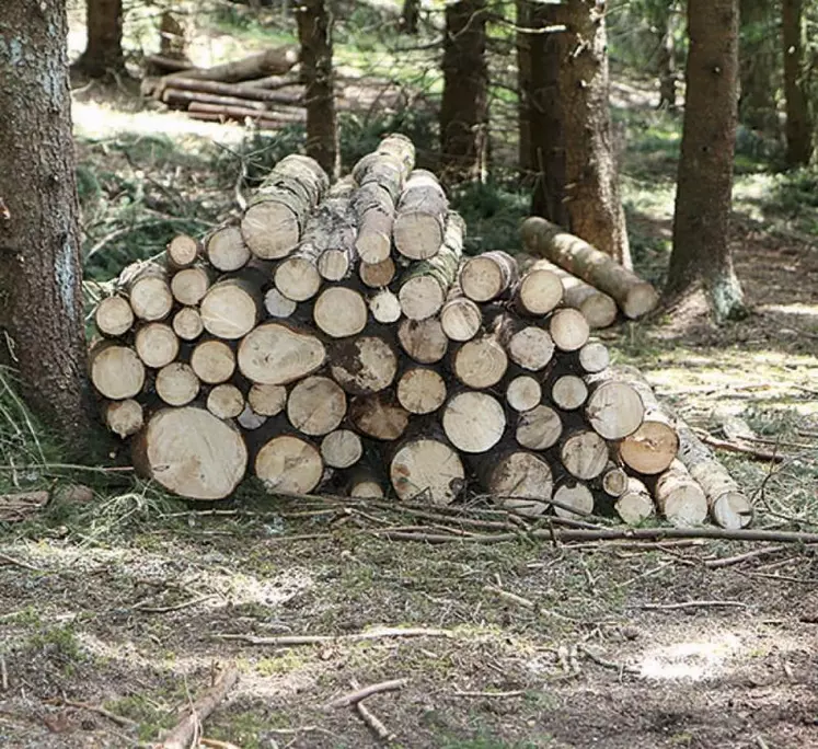 Le programme Sylv'acctes, qui aide des acteurs publics ou privés à financer des actions vertueuses dans les massifs forestiers en Aura et préserver le patrimoine forestier, entame un projet test, entre autres, sur le PNR de l'Aubrac.