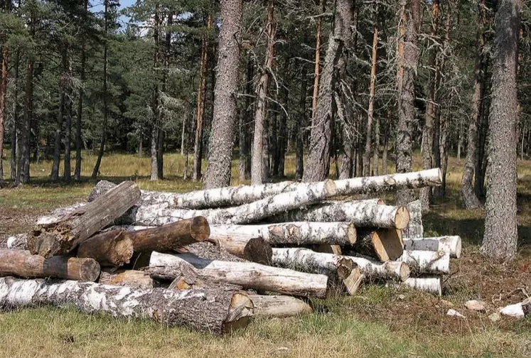 Le chapitre sur le commerce et le développement durable de l’accord commercial UE-Mercosur offre des garanties solides pour répondre efficacement aux enjeux liés à la déforestation, assure la Commission européenne dans une prise de position publiée le 30 mars.