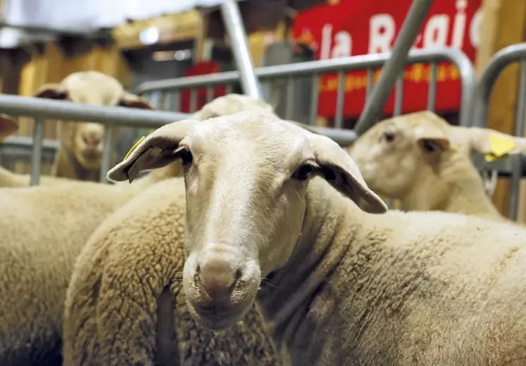 Samedi 25 septembre, le concours du broutard revient s'installer à Aumont-Aubrac, après une année sans concours pour cause de crise sanitaire mondiale.