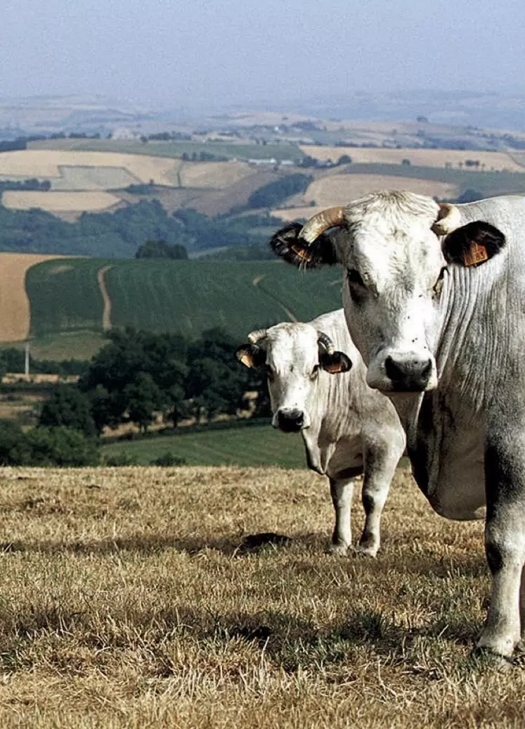 Depuis l’été 2022, le département des Pyrénées-Orientales connaît un épisode de sécheresse exceptionnel tant par sa durée que son intensité. Face aux restrictions annoncées par la préfecture, le monde agricole estime les dommages entre 200 millions et 400 millions d’euros.