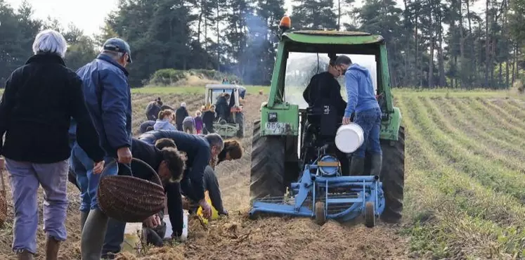 Samedi 23 septembre a eu lieu cette nouvelle édition du ramassage au champ des Pépites de l'Aubrac, qui lance la saison de ramassage pour les producteurs.